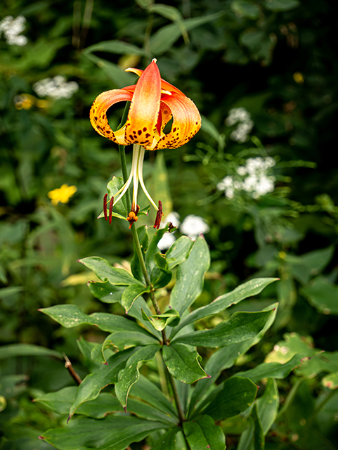 Lilium michauxii (Carolina lily) #83988