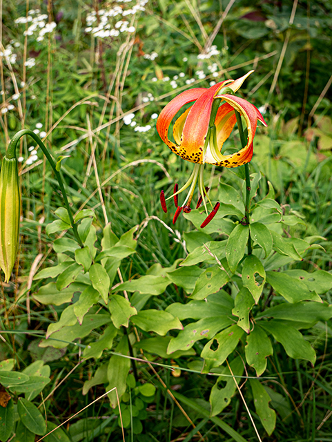 Lilium michauxii (Carolina lily) #83989