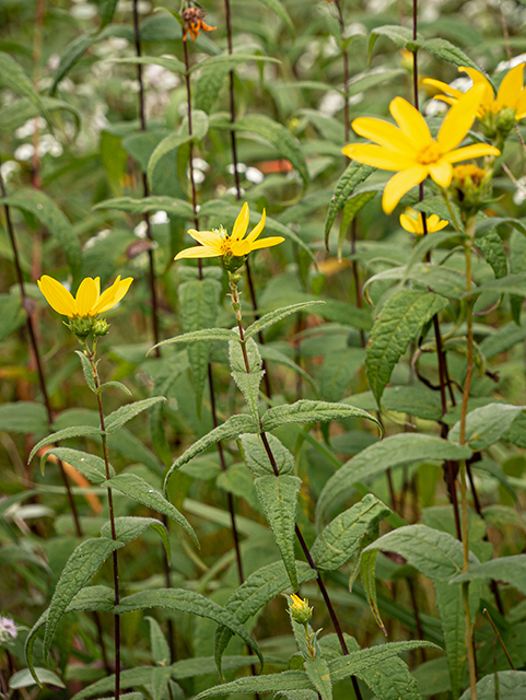 Helianthus divaricatus (Woodland sunflower) #83994