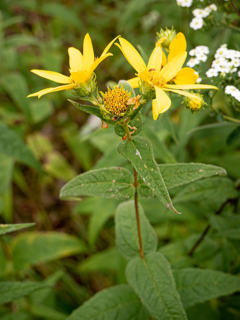 Helianthus divaricatus (Woodland sunflower) #83995