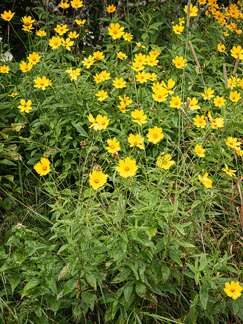 Coreopsis grandiflora (Largeflower tickseed) #84014