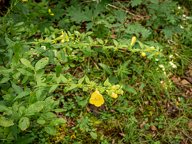 Aureolaria laevigata (Entireleaf yellow false foxglove) #84025