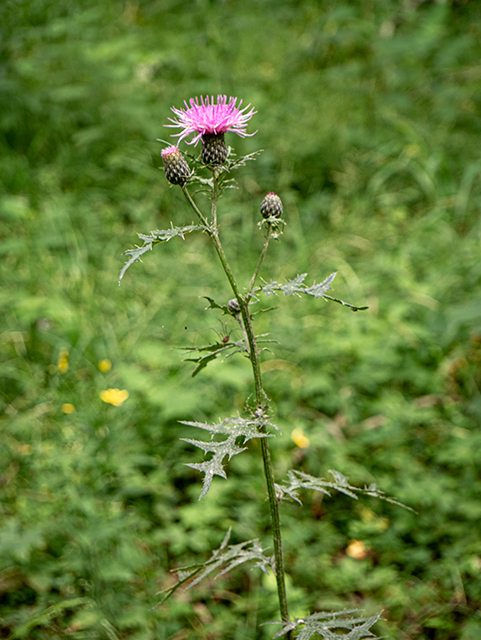 Cirsium discolor (Field thistle) #84026