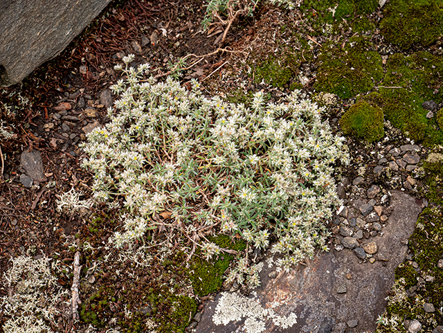 Paronychia argyrocoma (Silvery nailwort) #84044