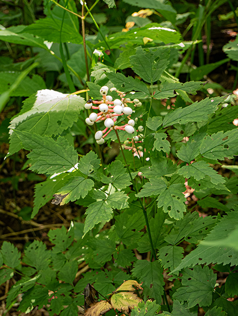 Actaea pachypoda (White baneberry) #84045