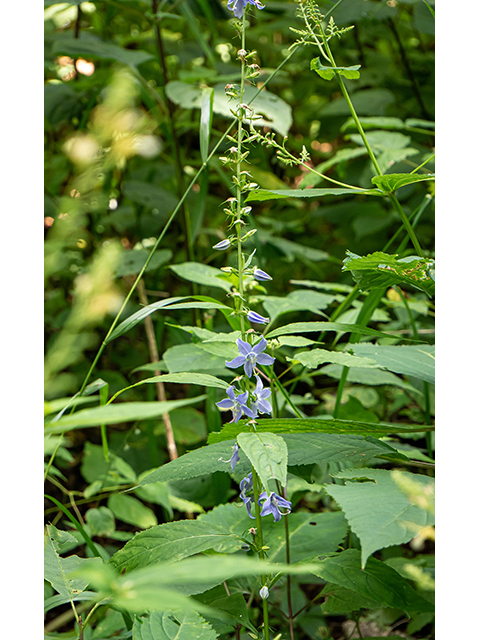 Campanulastrum americanum (American bellflower) #84046