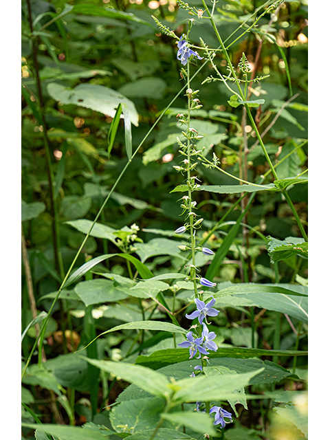 Campanulastrum americanum (American bellflower) #84047