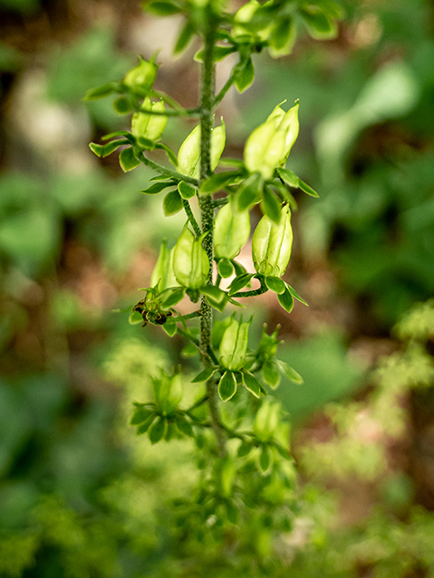 Veratrum parviflorum (Appalachian bunchflower) #84050