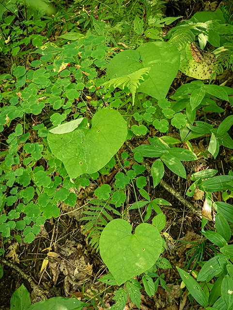 Aristolochia macrophylla (Pipevine) #84064