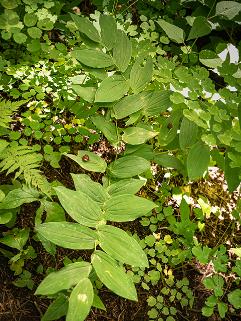 Uvularia perfoliata (Perfoliate bellwort) #84069