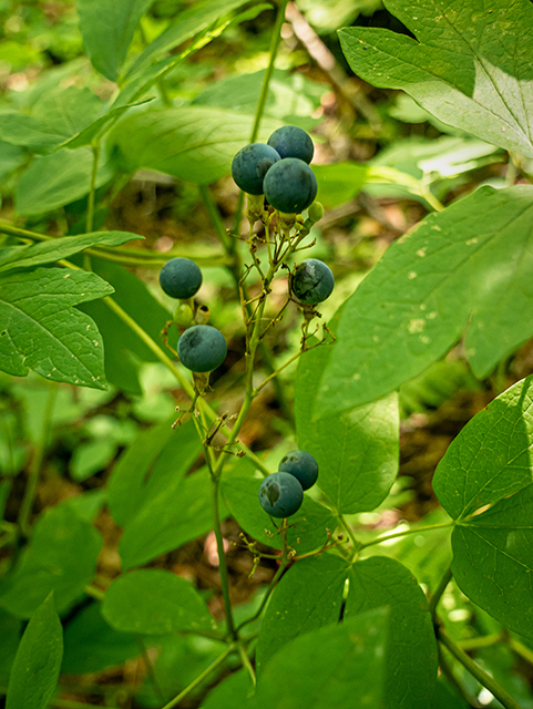 Caulophyllum thalictroides (Blue cohosh) #84073