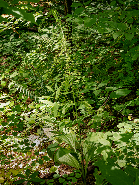 Veratrum parviflorum (Appalachian bunchflower) #84074