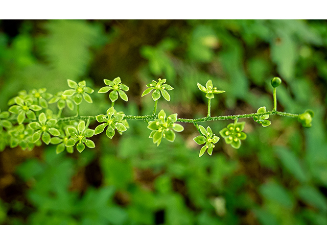 Veratrum parviflorum (Appalachian bunchflower) #84075