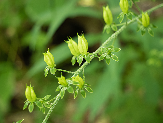 Veratrum parviflorum (Appalachian bunchflower) #84078