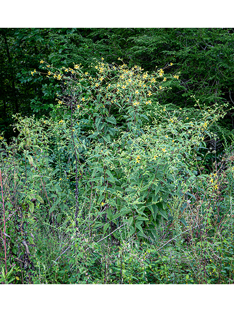 Helianthus microcephalus (Small woodland sunflower) #84089