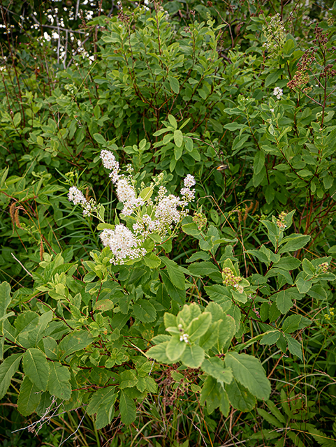 Spiraea alba var. latifolia (White meadowsweet) #84103