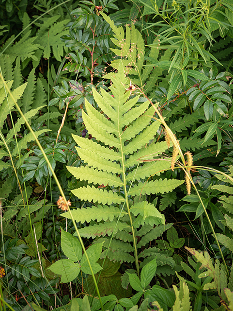 Onoclea sensibilis (Sensitive fern) #84126