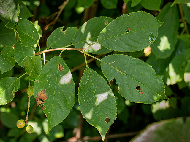 Ilex verticillata (Common winterberry) #84144