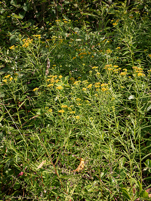 Euthamia graminifolia (Flat-top goldentop) #84166