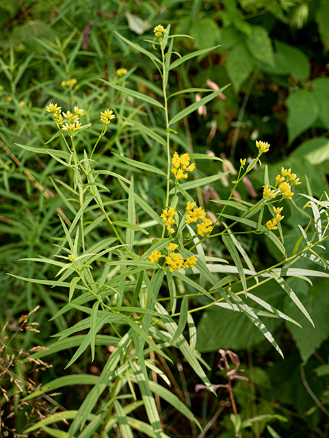 Euthamia graminifolia (Flat-top goldentop) #84170