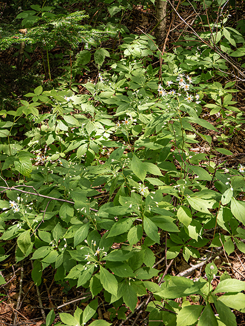 Oclemena acuminata (Whorled wood aster) #84183