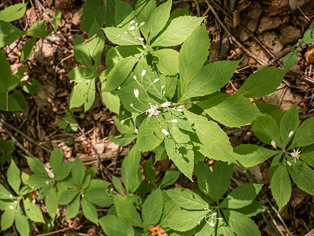 Oclemena acuminata (Whorled wood aster) #84184