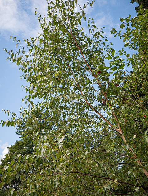 Betula populifolia (Gray birch) #84210