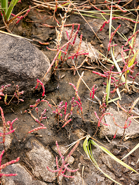 Salicornia rubra (Red swampfire) #84225