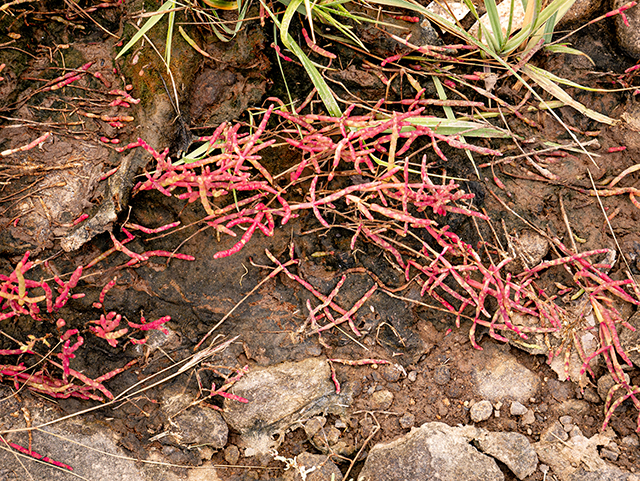 Salicornia rubra (Red swampfire) #84226