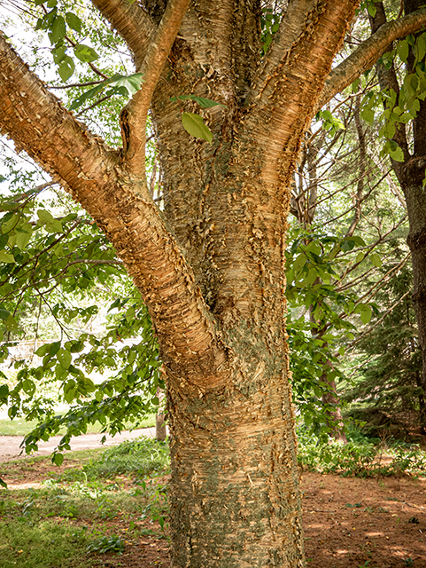 Betula alleghaniensis (Yellow birch) #84234