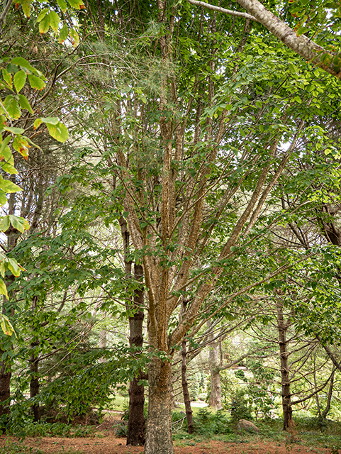 Betula alleghaniensis (Yellow birch) #84236