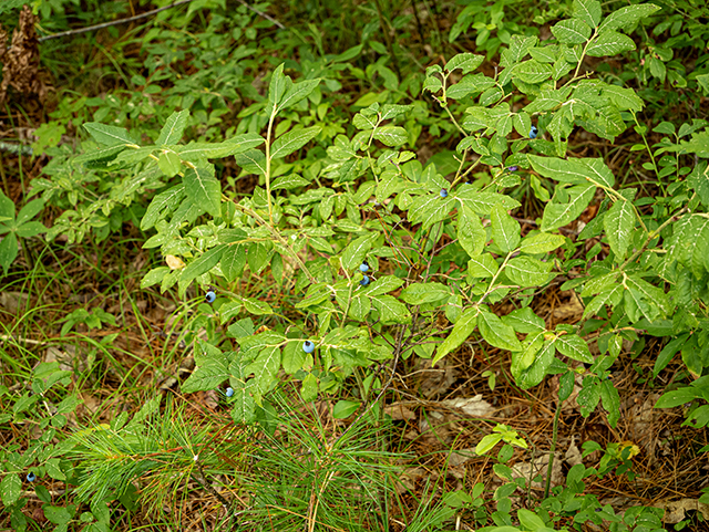 Vaccinium ovalifolium (Oval-leaf blueberry) #84245