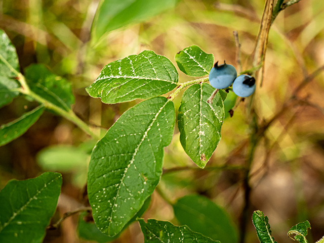 Vaccinium ovalifolium (Oval-leaf blueberry) #84246