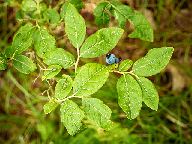 Vaccinium ovalifolium (Oval-leaf blueberry) #84247