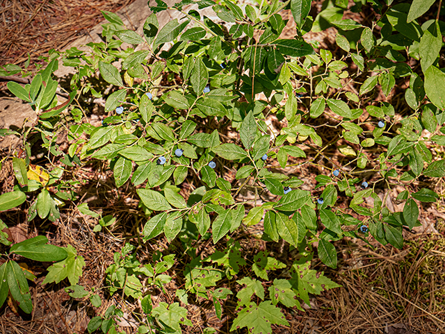 Vaccinium ovalifolium (Oval-leaf blueberry) #84248