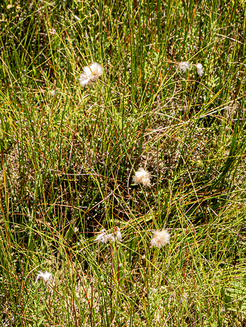 Eriophorum tenellum (Fewnerved cottongrass) #84251
