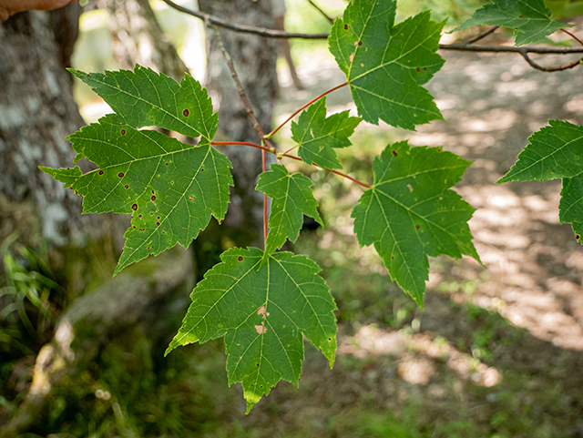 Acer rubrum (Red maple) #84263