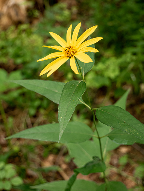 Helianthus divaricatus (Woodland sunflower) #84266
