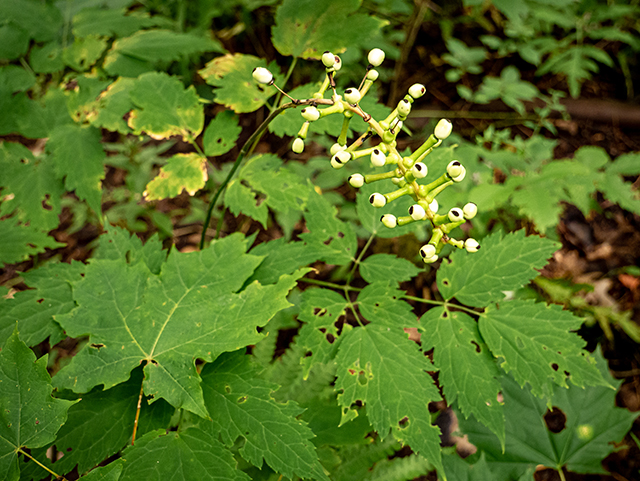 Actaea pachypoda (White baneberry) #84278