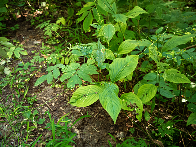 Polygonum virginianum (Jumpseed) #84297