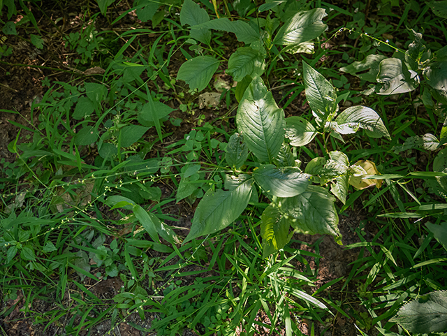 Polygonum virginianum (Jumpseed) #84298