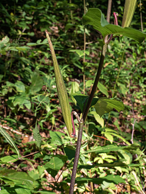 Asclepias exaltata (Poke milkweed) #84299