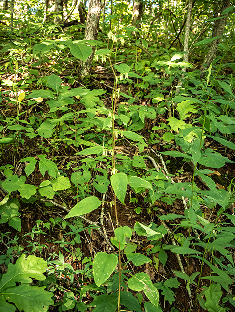 Prenanthes altissima (Tall rattlesnakeroot) #84300