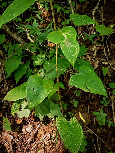 Prenanthes altissima (Tall rattlesnakeroot) #84301