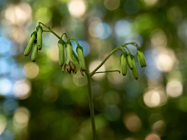 Prenanthes altissima (Tall rattlesnakeroot) #84302