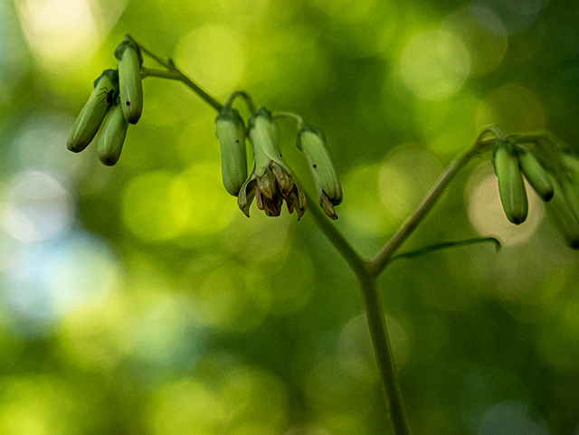 Prenanthes altissima (Tall rattlesnakeroot) #84303