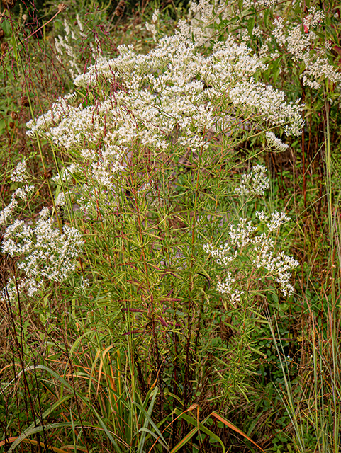Eupatorium hyssopifolium (Hyssopleaf thoroughwort) #84304