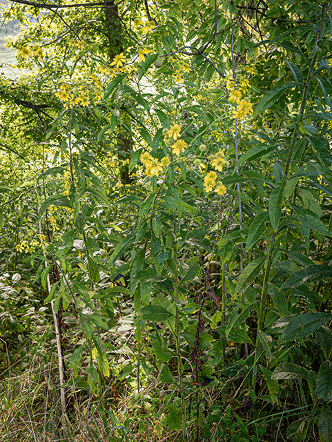 Verbesina alternifolia (Wingstem) #84316