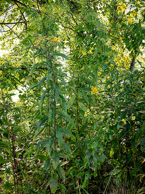 Verbesina alternifolia (Wingstem) #84317