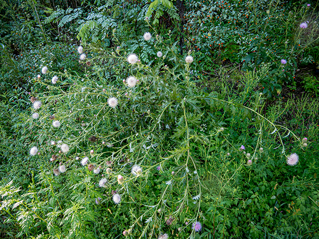 Cirsium discolor (Field thistle) #84323